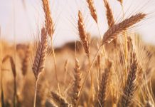 Wheat price today